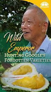 Discovering a Hidden 70-Year-Old Durian Variety