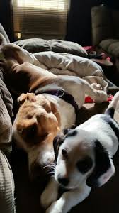 Dad And Son Animals Dogs Dads