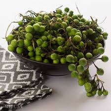 Image result for Solanum torvum