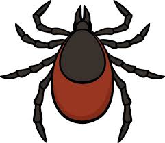 130+ Garrapata De Madera Ilustraciones de Stock, gráficos vectoriales  libres de derechos y clip art - iStock