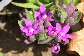 Image result for Raphionacme