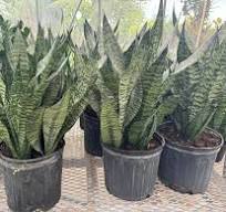 Sansevieria Robusta, Snake Plant