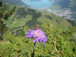 Image result for bees mountain