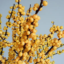 Image result for Xyris rubella