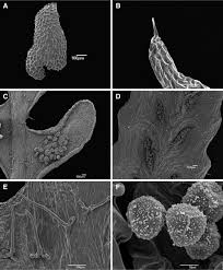 Image result for Lellingeria oosora