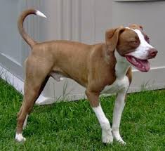 It can be freckled throughout its whole bodies. American Pit Bull Terrier Dog Breed Pictures 5