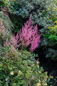 Heliopsis is an excellent tall perennial for the back of the flower border. Pink Astilbe Flowers Growing In A Mixed Border A Hardy Herbaceous Perennial Grown For Its Fern