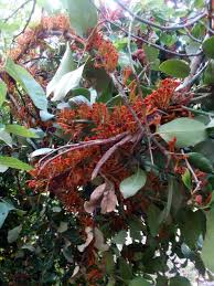 Image result for Phragmanthera cornetii