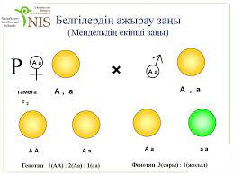 Мендель заңдары слайд, сабақ жоспары. Monogibridti Budandastyru Prezentaciya Onlajn