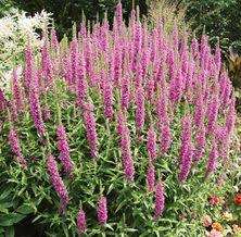 Check spelling or type a new query. 27 Idees De Fleur Ext Sans Entretien Idees Jardin Jardins Deco Jardin