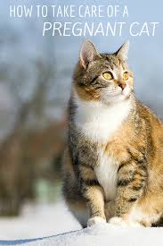 If You Happy And You Know It Say Meow Did You Know That A Pregnant Or Nursing Cat Is Referred To As A Queen Find Out Why Happy Healthy And Strong