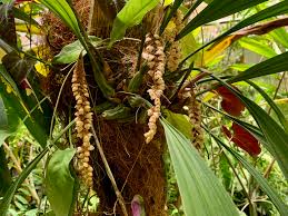 Image result for Gymnosporia pubescens