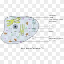 Biology is the study of life. Ribosome Cell Biology Cartoon Diagram Ribosome Clipart Png Transparent Png 753x750 2057441 Pngfind