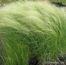 Zartes Federgras Stipa Tenuissima Pony Tails In Garten Amp Terrasse Pflanzen Samereien Amp Zwiebeln Pflanzen Baume Amp St Federgras Pflanzen Gras