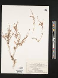 Image result for Afrobrunnichia erecta