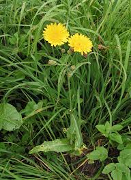 Image result for Sonchus bipontini
