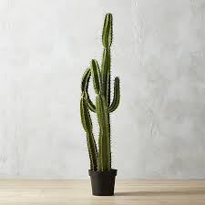 Résultat de recherche d'images pour "cactus"