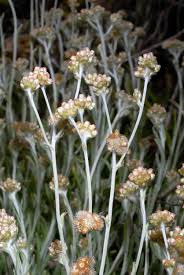 Image result for Pseudognaphalium luteo-album