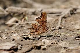 Image result for Polygonia c-album
