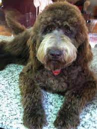 We are currently taking reservations for early 2022 litters. Labradoodle Puppies For Sale In Lubbock Texas Classified Americanlisted Com