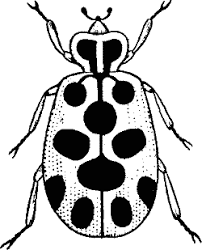 We did not find results for: Bugs Black And White Clipart Clip Art Clipart Black And White Black And White Design
