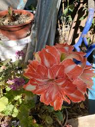 Cualquier variedad o bulbo en $300 pesos envío desde Playa Vicente Veracruz