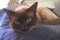 Siamese Cat Breed Information: Behavior, Pictures and Care ...