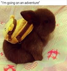 These Bunny Memes Are Soooo Cute It Will Make You Squee Cute Animals Baby Animals Funny Cute Baby Animals