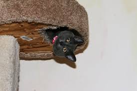 eto interesno maloizvestnye podrobnosti o domashnih koshkah rossijskaya gazeta