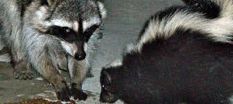 There are certain steps you can take which are effective in discouraging these critters from your property. Why Are Raccoons Destroying My Lawn Wildlifeshield Ca