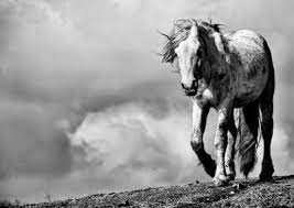 Berikut ini adalah beberapa gambar ikan untuk mewarnai anak. Digaleri Com 21 Gambar Kuda Kumpulan Foto Kuda Yang Keren Horses Horse Photography Beautiful Horse Pictures