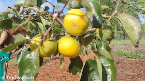 Image result for Diospyros dichrophylla