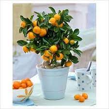 Grow An Orange Tree From A Pip Orange Plant Plants House Plants