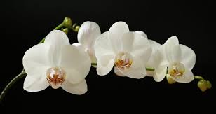 Jenis jenis bunga terindah di dunia. 23 Jenis Bunga Terindah Di Dunia Yang Mampu Membuatmu Jatuh Cinta Blog Unik