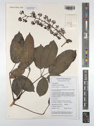 Image result for Astropanax myrianthus