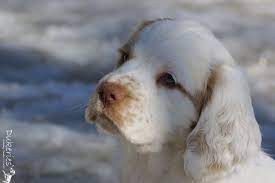 Clumber Puppy Dukeries Jasper Clumber Spaniel Spaniel Clumber Spaniel Puppy