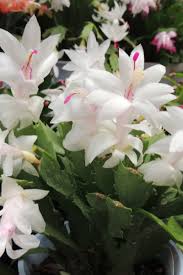 Once the buds form they can take from 10 to 12 weeks to fully bloom. Christmas Cactus Care How To Keep Your Holiday Cactus Healthy