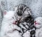 Bengal Cat Breed Profile | Petfinder