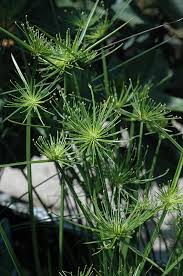 Image result for Cyperus clavinux