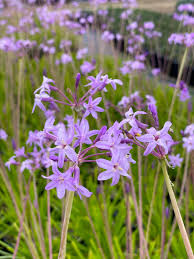 Image result for Tulbaghia cameronii