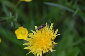 Mai als world bee day ausgerufen. Ijs0ni6xzhtvbm