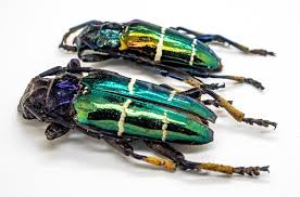 Image result for Sphaeranthus chandleri