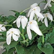 Tubular Flowered Gardenia Gardenia Nitida Fragrant Plant Plants For Sale Online Plants
