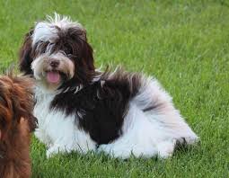 May 30, 2021 · havanese puppies for sale in florida, teacup and toy size havanese from private breeder in sarasota and north port florida pups has akc havanese puppies for sale in florida. Teacup Havanese Puppies For Sale Florida The Y Guide