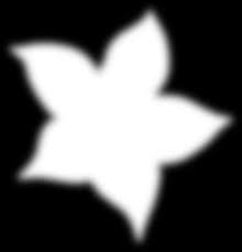 Image result for Diaphananthe lorifolia