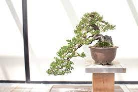 However, the japanese did improve and help develop the art of growing the bonsai trees you see today. A Beginner S Guide To Bonsai Trees Arborist Now