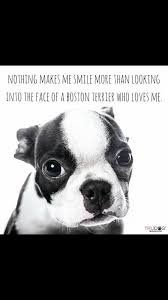 Black And White Boston Terrier Pitbull Mix Pin On Boston S