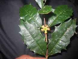 Image result for Erythroxylum platycladum