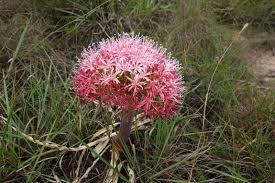 Image result for Oxygonum delagoense