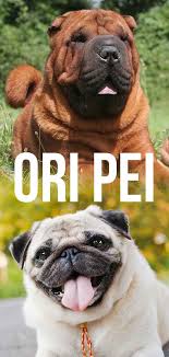 Our ori pei puppies for sale come from either usda licensed commercial breeders or hobby breeders with no more than 5 breeding mothers. Ori Pei A Complete Guide To The Pug Shar Pei Mix